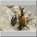 Andrena barbilabris - Sandbiene 10a 10mm Weibchen unmittelbar nach Paarung OS-Wallenhorst-Waldlichtung.jpg